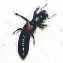 Bledius fortis