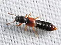 Bledius gallicus