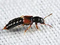Bledius gallicus - photo 2