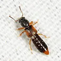 Bledius gallicus - photo 3