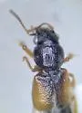 Bledius gallicus - photo 5