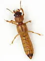 Bledius mandibularis - photo 2