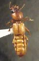 Bledius mandibularis - photo 3