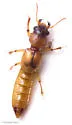 Bledius mandibularis - photo 5
