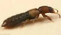 Bledius monstratus - photo 2