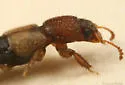Bledius monstratus - photo 3
