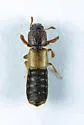 Bledius monstratus - photo 4