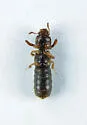 Bledius monstratus - photo 5