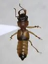 Bledius pallipennis