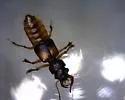 Bledius pallipennis - photo 3