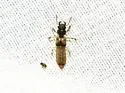 Bledius pallipennis - photo 4