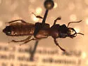 Bledius pallipennis - photo 5