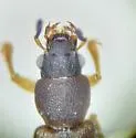 Bledius ruficornis - photo 2