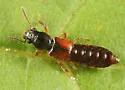 Bledius semiferrugineus