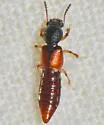 Bledius semiferrugineus - photo 3