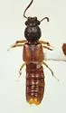 Bledius semiferrugineus - photo 4