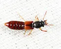 Bledius semiferrugineus - photo 5