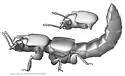 Bledius susae