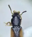 Bledius suturalis - photo 2
