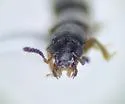 Bledius suturalis - photo 3