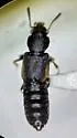 Bledius tarandus