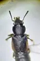 Bledius tarandus - photo 2