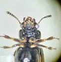 Bledius tarandus - photo 5