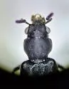 Bledius zophus - photo 2