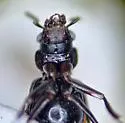 Bledius zophus - photo 4