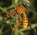 Sonora Hanging Thief - photo 4