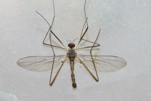 Blepharicera beishanica