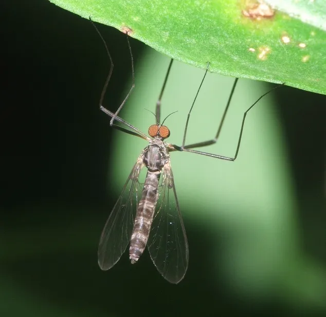 Blepharicera fasciata - photo 2