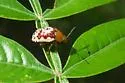 Sumac Flea Beetle - Blepharida rhois