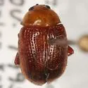 Sumac Flea Beetle - photo 2