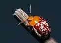 Sumac Flea Beetle - photo 3