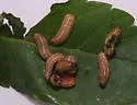 Sumac Flea Beetle - photo 4