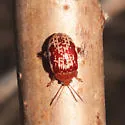 Sumac Flea Beetle - photo 5