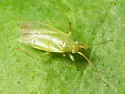 Honeylocust Plant Bug