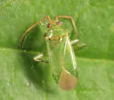 Honeylocust Plant Bug - photo 2