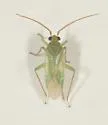 Honeylocust Plant Bug - photo 3