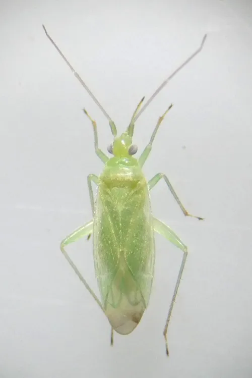 Blepharidopterus diaphanus