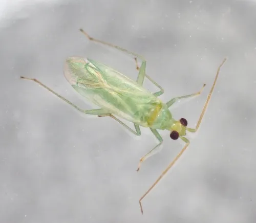 Blepharidopterus diaphanus - photo 2