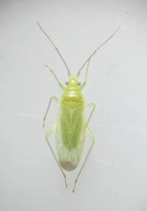 Blepharidopterus diaphanus - photo 3