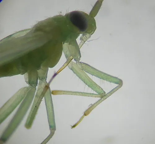 Blepharidopterus diaphanus - photo 4