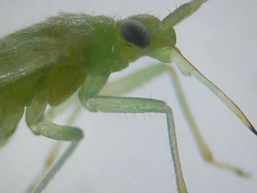 Blepharidopterus diaphanus - photo 5