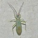 Blepharidopterus provancheri
