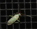 Blepharidopterus provancheri - photo 2