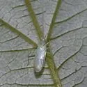 Blepharidopterus provancheri - photo 3