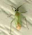Blepharidopterus provancheri - photo 5