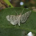 Blepharomastix achroalis - Hodges#5185 - Blepharomastix achroalis